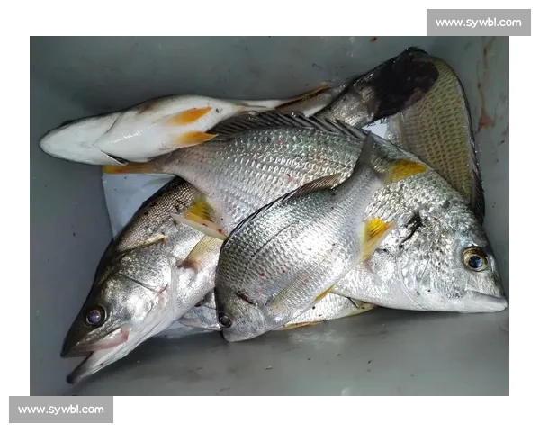 青岛灵山岛爆箱时刻！2 小时钓 40 斤鲈鱼，金秋海钓正当时